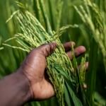 Puja agro: Chemical and fertilizers for agriculture solution